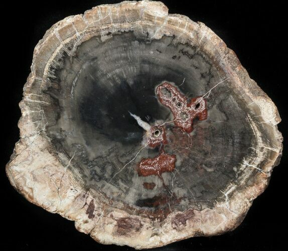Petrified Wood (Araucaria) Slice - Madagascar #41975
